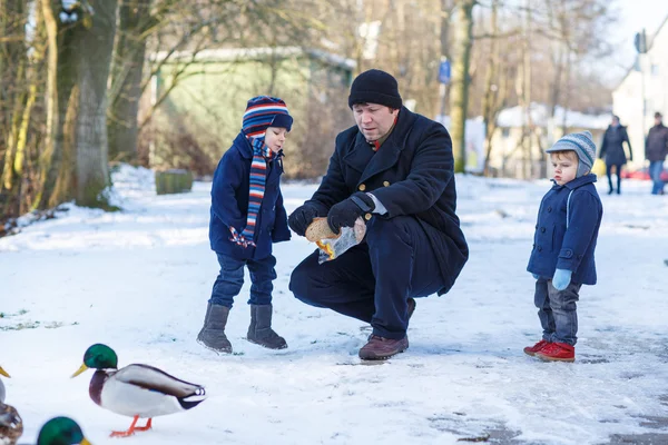 Батько і двоє маленьких хлопчиків-братів годують качок взимку . — стокове фото