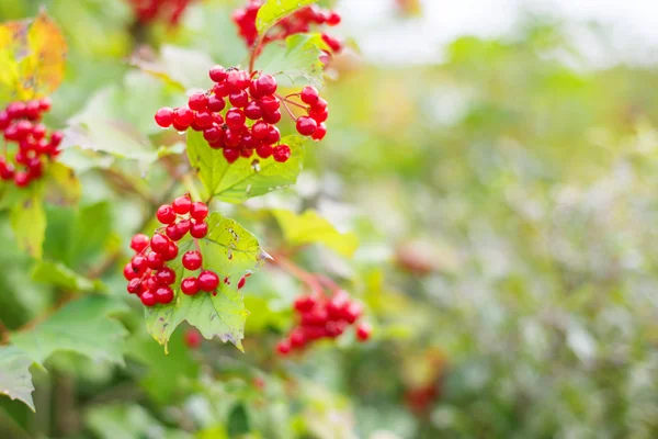 Rowanberry i höst skogen hänger på gren — Stockfoto