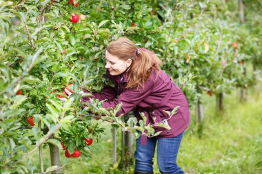 genç kadın bir meyve bahçesinde Kırmızı elma toplama