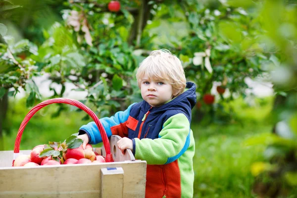 Lilla barn pojke på två år plocka röda äpplen i en fruktträdgård — Stockfoto