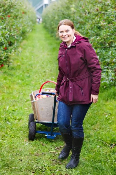 Junge Frau pflückt rote Äpfel in einem Obstgarten — Stockfoto