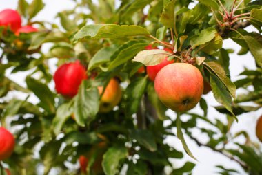 Kırmızı olgun elma ağacından meyve bahçesi olarak.