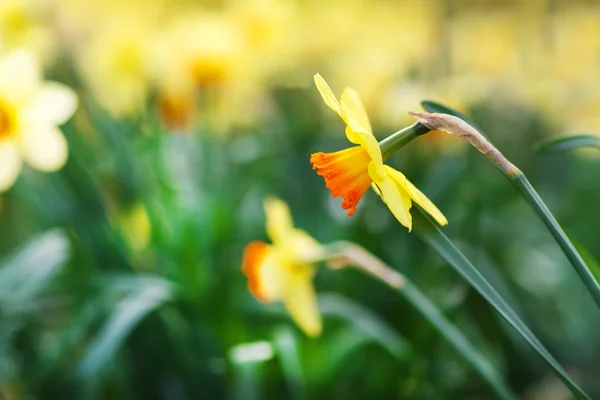 Narcisos amarelos no parque primaveril, Alemanha , — Fotografia de Stock