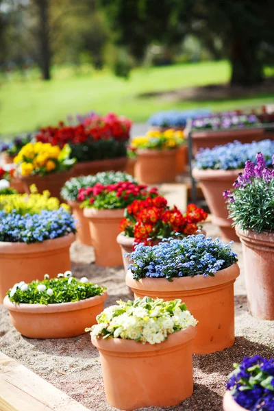 Hermosas flores diferentes en macetas de cerámica en el parque de primavera — Foto de Stock