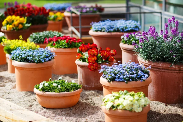 Smukke forskellige blomster i keramiske urtepotter i foråret park - Stock-foto