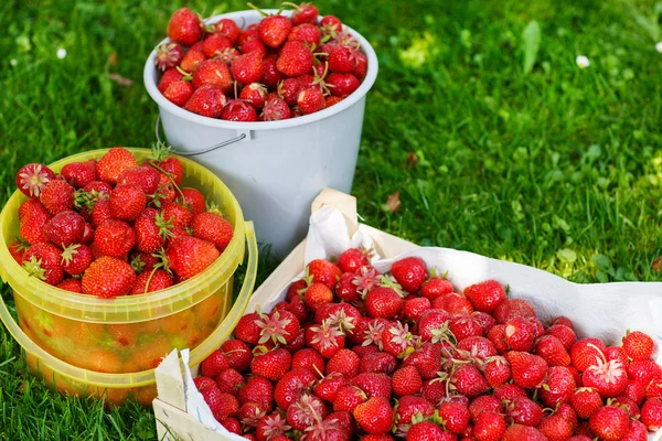 Rijpe aardbeien in emmer op groen gras in de zomer — Stockfoto