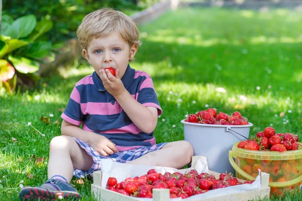 Happy little toddler boy in summer garden with buckets of ripe s — Stock Photo, Image