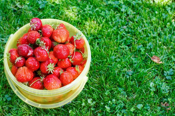 Rijpe aardbeien in emmer op groen gras in de zomer — Stockfoto