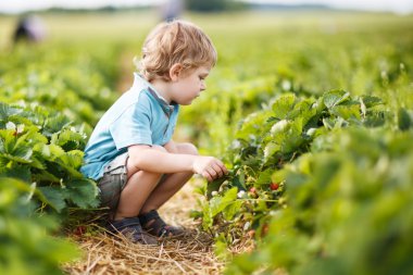 mutlu küçük yürümeye başlayan çocuk üzerinde almak strawberri toplama berry farm