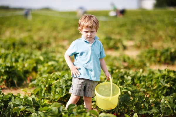 Felice piccolo bambino ragazzo sulla scelta di una fattoria di bacche raccogliendo fragole — Foto Stock