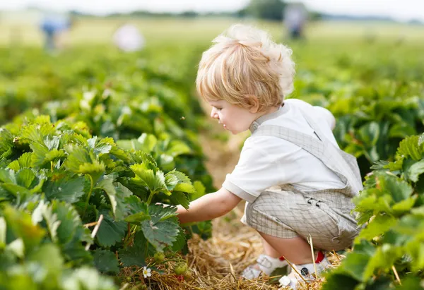 快乐的小小孩男孩上摘草莓园采摘 strawberri — 图库照片