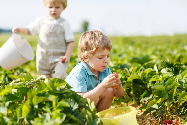 Two little twins boys on pick a berry farm picking strawberries — Stock Photo, Image