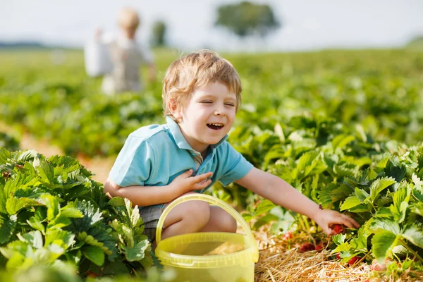Gelukkig kleine peuter jongen op Kies een berry farm plukken strawberri — Stockfoto