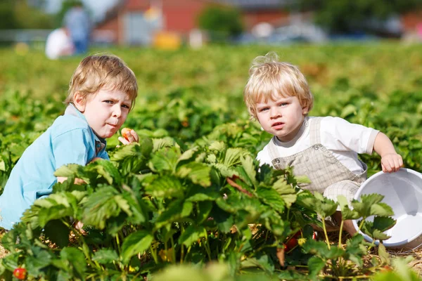 Twee jongetjes tweeling op Kies een berry farm plukken aardbeien — Stockfoto