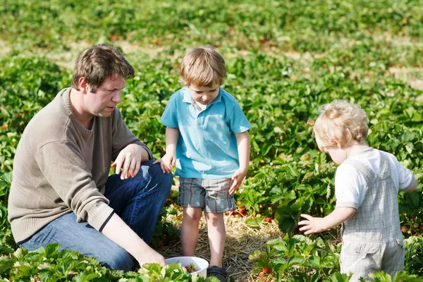 Familie van drie: vader en twins jongens op biologische aardbei ver — Stockfoto