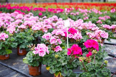 sera Sardunya ile çiçeklenme çiçekler