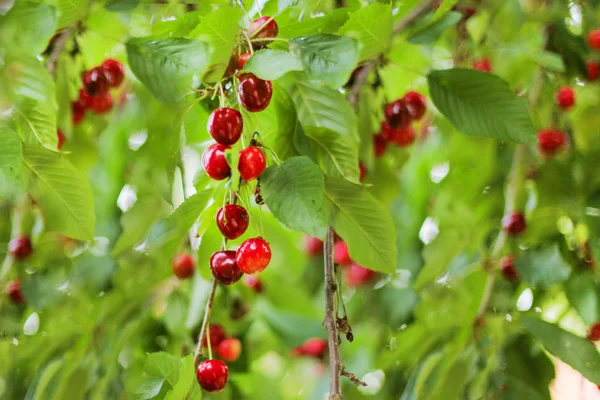 Vackra körsbär frukter hängande på en gren på orchard — Stockfoto