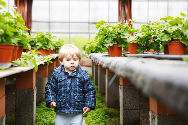 Mały chłopiec w szklarni z kwiatów geranium — Zdjęcie stockowe