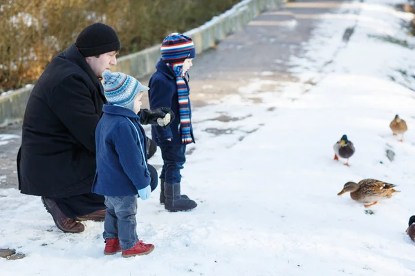 父亲和两个小姐妹男孩在冬天喂鸭. — 图库照片