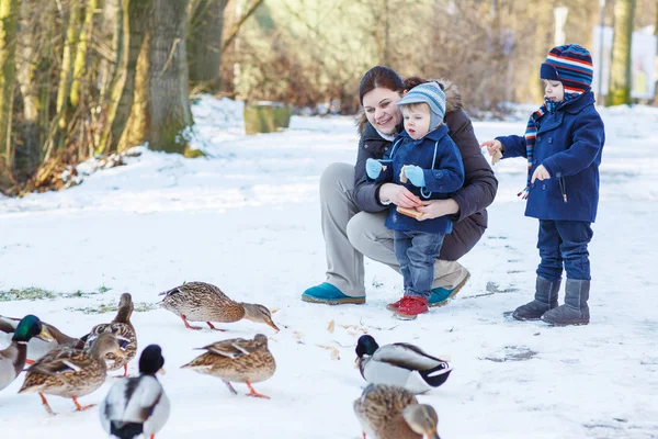 Moeder en twee kleine broers en zussen jongens voederen van eenden in de winter. — Stockfoto