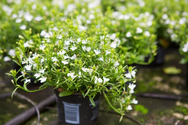 Greenhouse with white blooming spring flowers — Stock Photo, Image