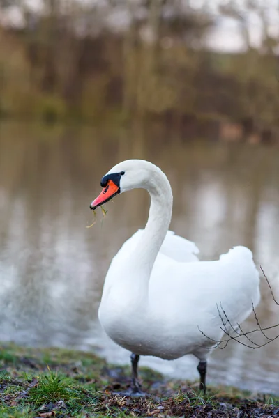 Cisne blanco en un lago de primavera, Alemania — Foto de Stock