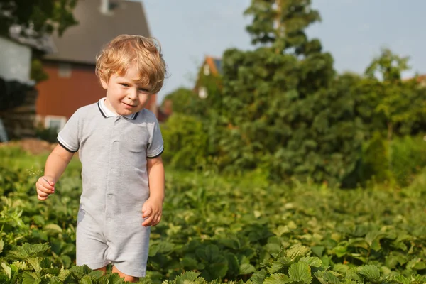 Feliz niño en recoger una granja de fresas orgánicas bayas —  Fotos de Stock