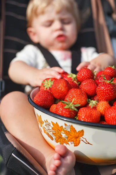 Happy little toddler boy on pick a berry organic strawberry farm — Stock Photo, Image