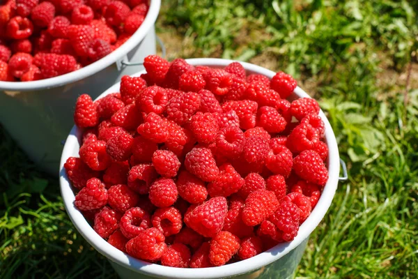 Two white buckets full of harvest: organic ripe raspberries from — Stock Photo, Image