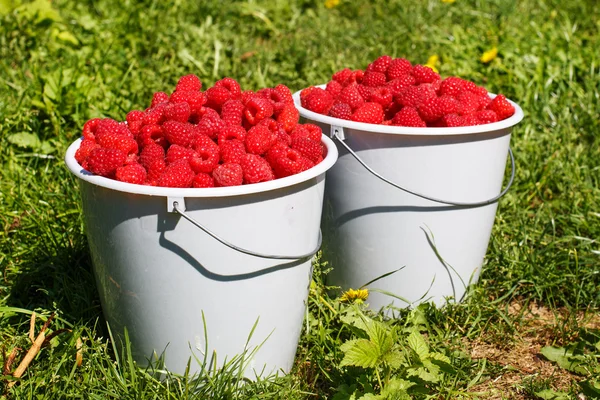 Zwei weiße Eimer voller Ernte: reife Bio-Himbeeren aus — Stockfoto