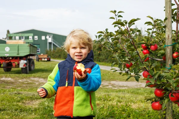 Zweijähriger kleiner Junge pflückt rote Äpfel im Obstgarten — Stockfoto