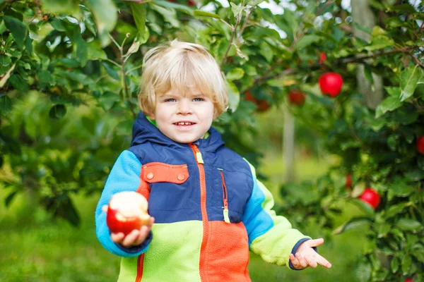 Piccolo bambino di due anni che raccoglie mele rosse in un frutteto — Foto Stock