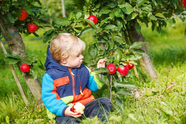 Petit garçon de deux ans cueillant des pommes rouges dans un verger — Photo