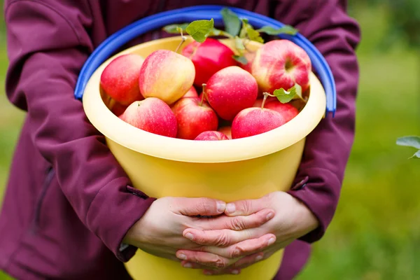 Secchio giallo con mele mature rosse da frutteto  . — Foto Stock