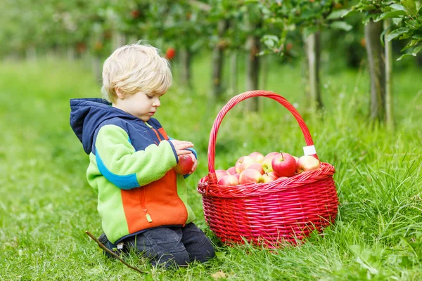 Kahden vuoden pikkupoika poimimassa punaisia omenoita hedelmätarhasta. — kuvapankkivalokuva