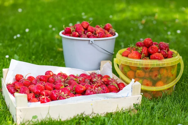 Fragola matura in secchio su erba verde in estate — Foto Stock