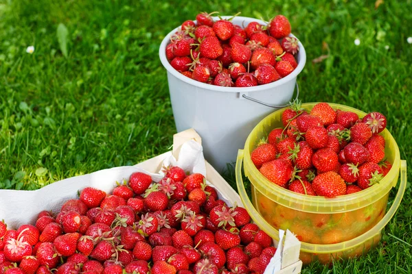 Rijpe aardbeien in emmer op groen gras in de zomer — Stockfoto