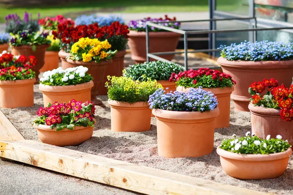 Vackra olika blommor i keramiska blomkrukor i vår park — Stockfoto