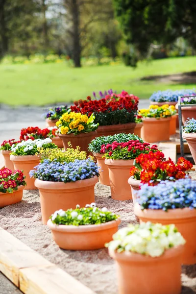 Güzel farklı çiçekler bahar Parkı seramik Çiçeklik — Stok fotoğraf