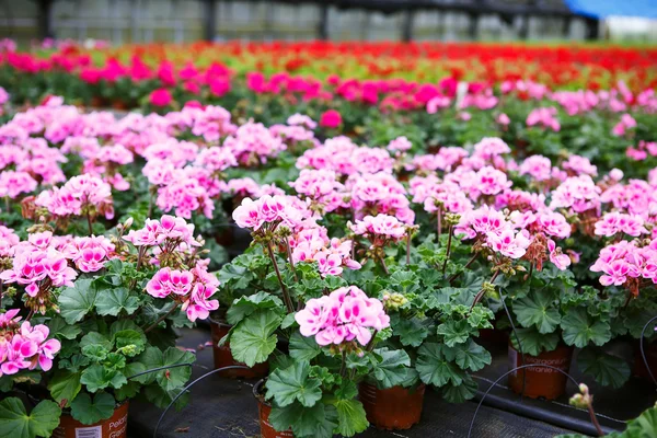 Rumah kaca dengan bunga geranium mekar — Stok Foto