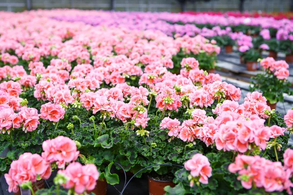 Broeikasgassen met bloeiende geranium bloemen — Stockfoto