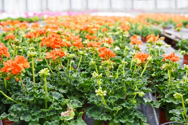 Gewächshaus mit blühenden Geranienblüten — Stockfoto