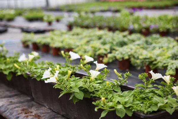 Invernadero con flores florecientes de petunia — Foto de Stock