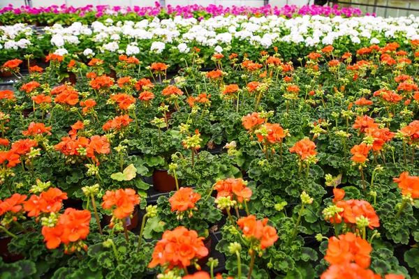 Serre avec fleurs de géranium en fleurs — Photo