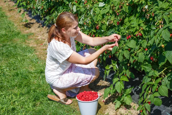 Jeune femme cueillette des framboises sur une ferme de baies en Allemagne — Photo