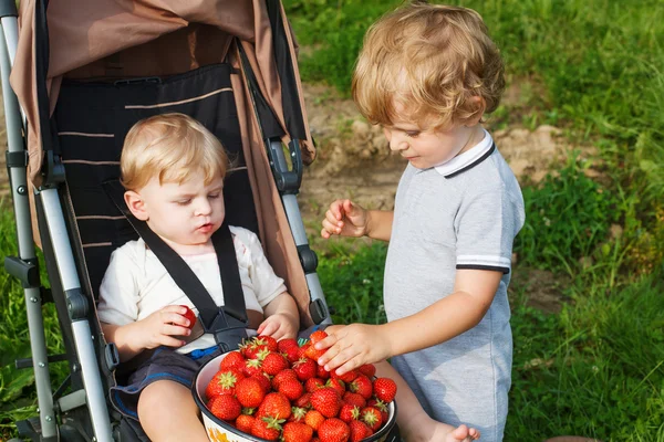 Dois meninos pequenos irmãos em escolher uma fazenda de morango orgânico de baga . — Fotografia de Stock