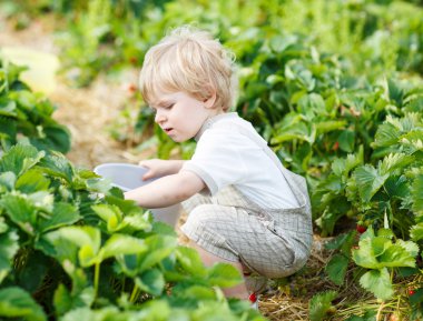 mutlu küçük yürümeye başlayan çocuk üzerinde almak strawberri toplama berry farm