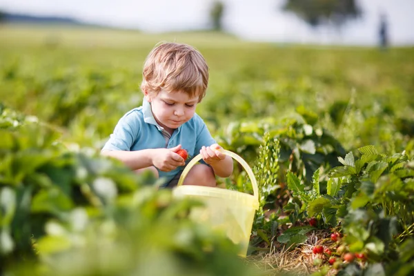 Happy little toddler boy on pick a berry farm picking strawberri — Stock Photo, Image