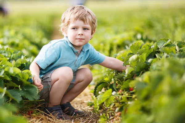 Šťastný chlapeček batole na vybrat berry farm sběr strawberri — Stock fotografie
