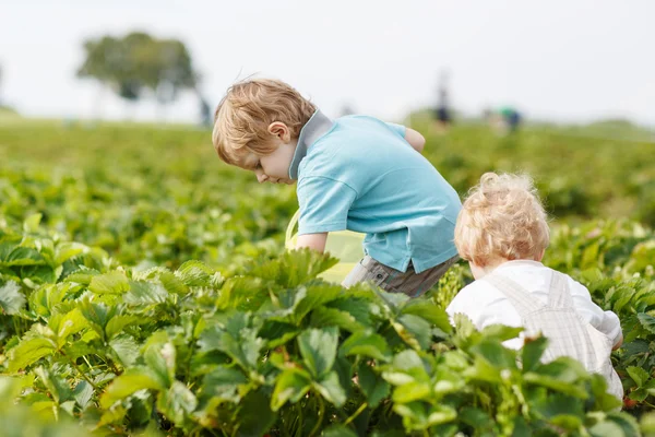 A két kis ikrek-fiú válasszon egy berry farm szamóca szedés — Stock Fotó